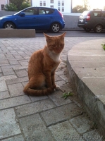 ПОМОГИТЕ!!!!!!!!!!!!! - Изображение #1, Объявление #1300765