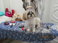 Стрижка собак и котов на дому. - Изображение #3, Объявление #1299344