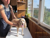 Стрижка собак и котов на дому. - Изображение #4, Объявление #1299344