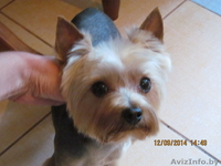 Стрижка собак и котов на дому. - Изображение #5, Объявление #1299344