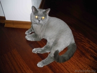 Стрижка собак и котов на дому. - Изображение #8, Объявление #1299344