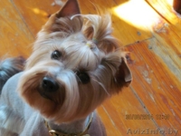 Стрижка собак и котов на дому. - Изображение #6, Объявление #1299344