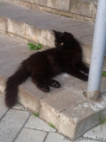 ПОМОГИТЕ!!!!!!!!!!!!! - Изображение #4, Объявление #1300765