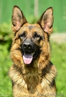 Щенки немецкой овчарки. Длинношерстный и стандарт! - Изображение #3, Объявление #1301886