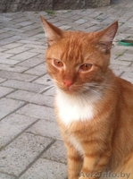 ПОМОГИТЕ!!!!!!!!!!!!! - Изображение #5, Объявление #1300765