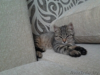 Кошечка ищет хозяев! - Изображение #3, Объявление #1297027