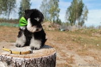 Щенки цвергшнауцера для вас из питомника - Изображение #2, Объявление #1308382