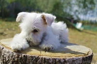 Хотите купить щенка цвергшнауцера? Приглашаем к нам! - Изображение #1, Объявление #1308375