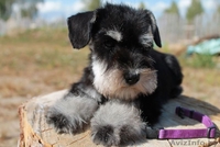 Щенки цвергшнауцера для вас из питомника - Изображение #1, Объявление #1308382