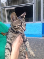 Найден кот-потеряшка - Изображение #2, Объявление #1315222