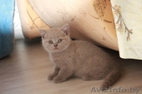 Британские  короткошерстные плюшевые котята - Изображение #3, Объявление #1309548