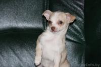 Летучий мыш - чихуахуа - Изображение #3, Объявление #1314345