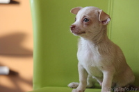 Летучий мыш - чихуахуа - Изображение #1, Объявление #1314345