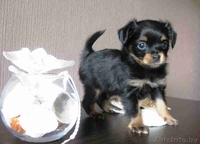 Чудо щеночки Русского длинношерстного Той-терьера - Изображение #2, Объявление #1313216