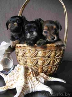 Чудо щеночки Русского длинношерстного Той-терьера - Изображение #1, Объявление #1313216