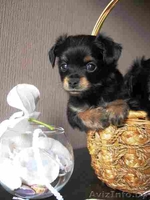 Чудо щеночки Русского длинношерстного Той-терьера - Изображение #3, Объявление #1313216