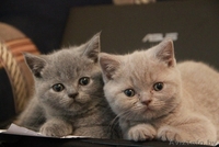 Британские  короткошерстные плюшевые котята - Изображение #1, Объявление #1309548