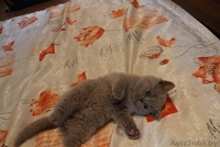 Британские  короткошерстные плюшевые котята - Изображение #2, Объявление #1309548