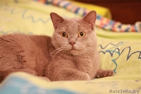 Британские  короткошерстные плюшевые котята - Изображение #4, Объявление #1309548