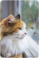 Миди – круче любого плюшевого медведя! - Изображение #2, Объявление #1316457