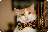 Кот Робин - потому что я красавчик! - Изображение #1, Объявление #1311079