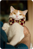 Кот Робин - потому что я красавчик! - Изображение #3, Объявление #1311079