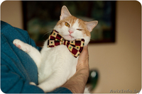 Кот Робин - потому что я красавчик! - Изображение #4, Объявление #1311079