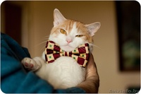 Кот Робин - потому что я красавчик! - Изображение #5, Объявление #1311079