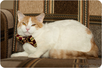 Кот Робин - потому что я красавчик! - Изображение #7, Объявление #1311079