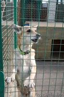 Преданный друг в дар - Изображение #2, Объявление #1327141