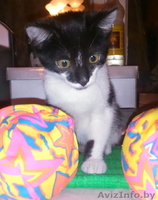 котята даром в хорошие руки - Изображение #1, Объявление #1331297