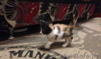 Бесплатно. В хорошие руки. Замечательные котята ищут себе новых хозяев) - Изображение #2, Объявление #1320256