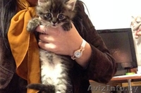 Бесплатно. В хорошие руки. Замечательные котята ищут себе новых хозяев) - Изображение #1, Объявление #1320256