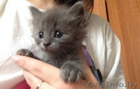 Бесплатно. В хорошие руки. Замечательные котята ищут себе новых хозяев) - Изображение #3, Объявление #1320256