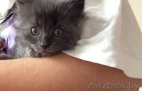 Бесплатно. В хорошие руки. Замечательные котята ищут себе новых хозяев) - Изображение #4, Объявление #1320256