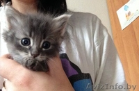 Бесплатно. В хорошие руки. Замечательные котята ищут себе новых хозяев) - Изображение #5, Объявление #1320256