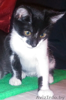 котята даром в хорошие руки - Изображение #2, Объявление #1331297