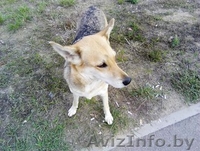 Преданный друг в дар - Изображение #1, Объявление #1327141