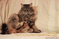 Августина – чтобы стала жизнь малиной!  - Изображение #4, Объявление #1322588