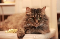 Августина – чтобы стала жизнь малиной!  - Изображение #3, Объявление #1322588