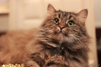 Августина – чтобы стала жизнь малиной!  - Изображение #1, Объявление #1322588