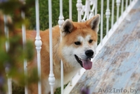 Щенки Хатико ждут родителей! - Изображение #1, Объявление #1325291