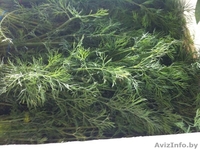 Петрушка, укроп, кориандр, мята, лук порей  из Испании - Изображение #3, Объявление #1328854