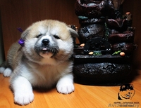 Племенной питомник предлагает щенков,породы акита-ину (хатико) - Изображение #3, Объявление #1323323