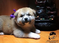 Племенной питомник предлагает щенков,породы акита-ину (хатико) - Изображение #4, Объявление #1323323