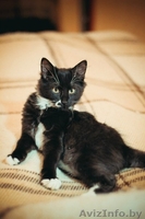 Юный джентельмен во фраке ищет дом! - Изображение #3, Объявление #1326313