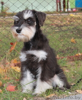 Мальчик Дони - цвергшнауцер черного с серебром окраса ищет маму и папу - Изображение #2, Объявление #1331278