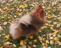 Подрощенный мальчика померанского шпица, недорого. - Изображение #2, Объявление #1334894