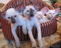 Ориентальные и сиамские котята - Изображение #2, Объявление #1333700