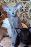 Ориентальные и сиамские котята - Изображение #3, Объявление #1333700